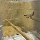 مجموعه طيور