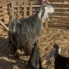 عنز عارضيه متوم