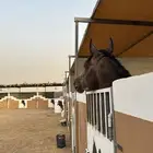 حصان للبيع