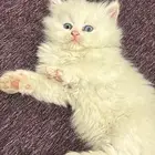 قطط للبيع ليست للتبني