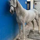 حصان واهو جزيري