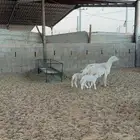 حريه متبع باثنين