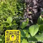 شتلات زينه ومثمره بريال ونصف فقط