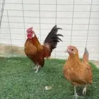 جوز دجاج روز