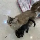 قطط شيرازيه بأي سعر البيع قريب