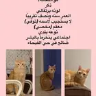 اعلان عن قط مفقود في حي الفيحاء