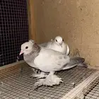 زوج حمام صنعاني