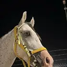 حصان شيخ حراره واهو للبيع