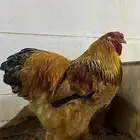 براهما فواخر