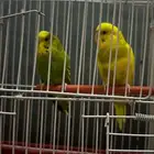 عصافير زينه