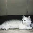 قطه