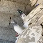 حمام كفو بلدي وبكستاني واتسسس