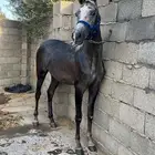 مهره شيخه للبيع