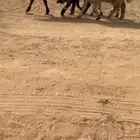 شياه نعيم خلفات مقنوي ( تم البيع )