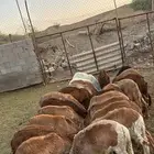 طليان سواكني حمري