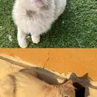 قطط للتبني