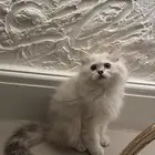 قط سكوتش x هملايا لعوب للبيع