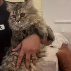 قط ل تبني مع اغراضه كامله مطعم كل تطعيمات سبب عرضه ل تبني ع