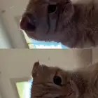 قطو
