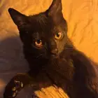 للتبني قطه حنونه جدا سكوتش ستريت