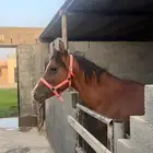 حصان واهو