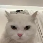 قط للبيع شيرازي عمره 8 شهور ذكر مع اغراضه