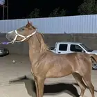 مهره شيخه وبحاله ممتازه جدا