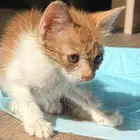 كتن لتبني
