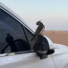 ببغاء كروان هولندي هدد خارجي للبيع