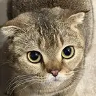 قطه سكوتش فولد طالبه تزاوج