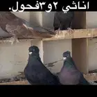 حمام مصري عملاق