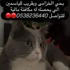 قط مفقود بحائل حي الخزامى قريب للياسمين