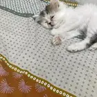 للبيع كيتن هملايا