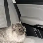 قطوه مفقوده