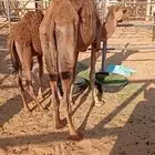 للبيع خلفة حمراء تحتها بكره