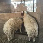 طليان نعيم 2