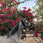 مهرة شعبية