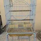 شبك طيور مستعمل التواصل واتس