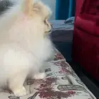 للبيع ذكر بومرنيان