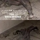 هدرز اميركن ريسنق لاند