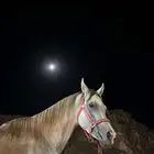 احصان وهوا عربي اصيل الاسم برزان