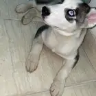 كلب هاسكي للبيع