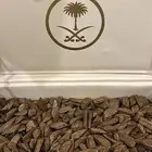 ع ود مروكي دقة بيور