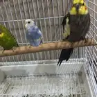 واحد كراون اثنين طيور الحب فقط 400  كراون مرة أليف والله