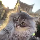 قطو صغير شيرازي