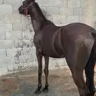 حصان شعبي كفو
