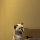 قطط