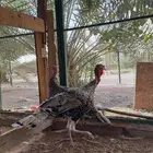 ديوك رومي
