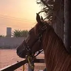 حصان شعبي