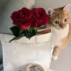 قطوه